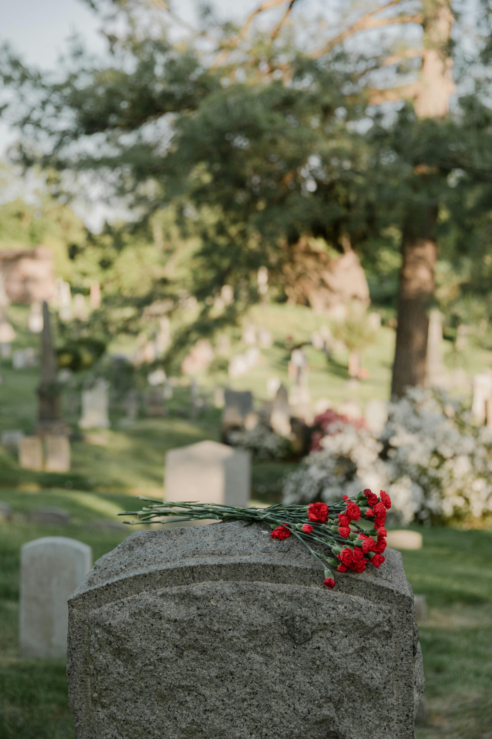 A serene cemetery scene with vibrant red carnations resting on a gravestone, surrounded by greenery.